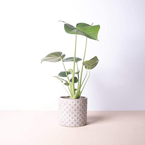 Planta espatifilo y costilla de adan