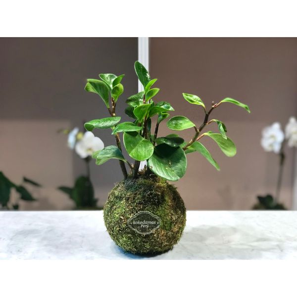 Peperomia peru terrario