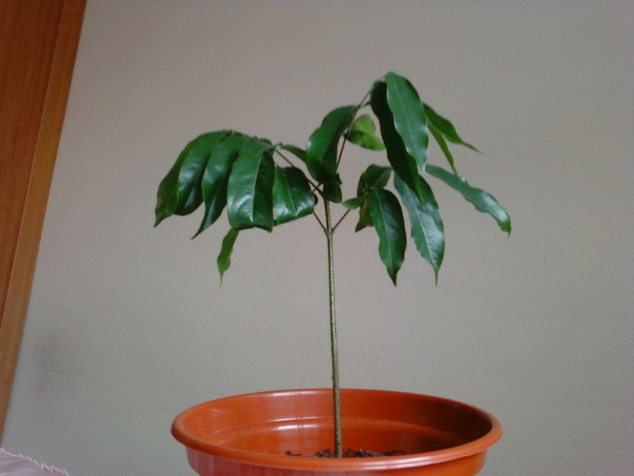Ficus benjamina viejo no le salen hojas
