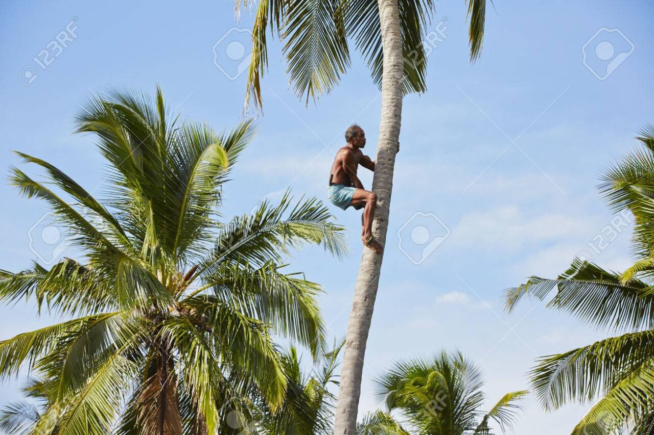 Tirado debajo de un cocotero