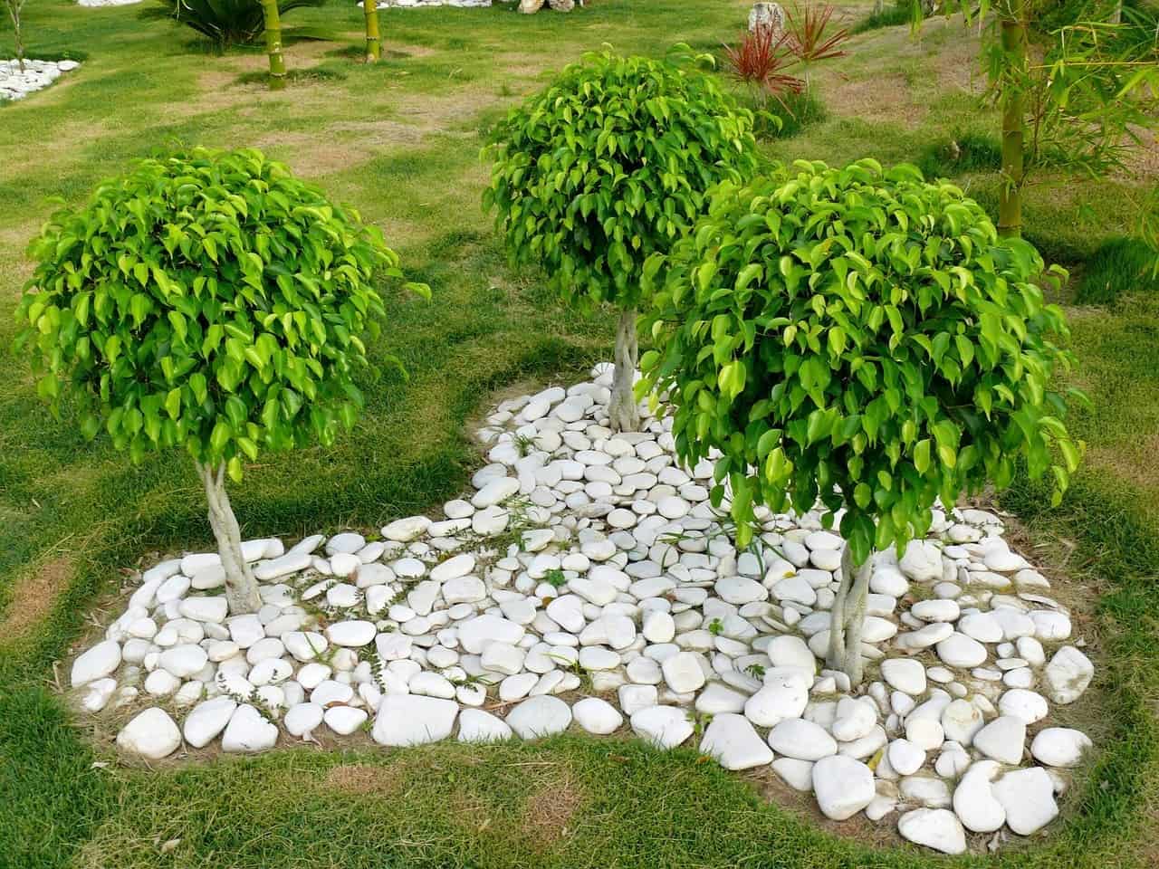 Ficus benjamina crecimiento rapido