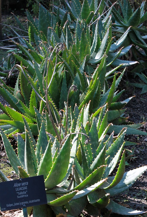 Aloe vera barbadensis propiedades