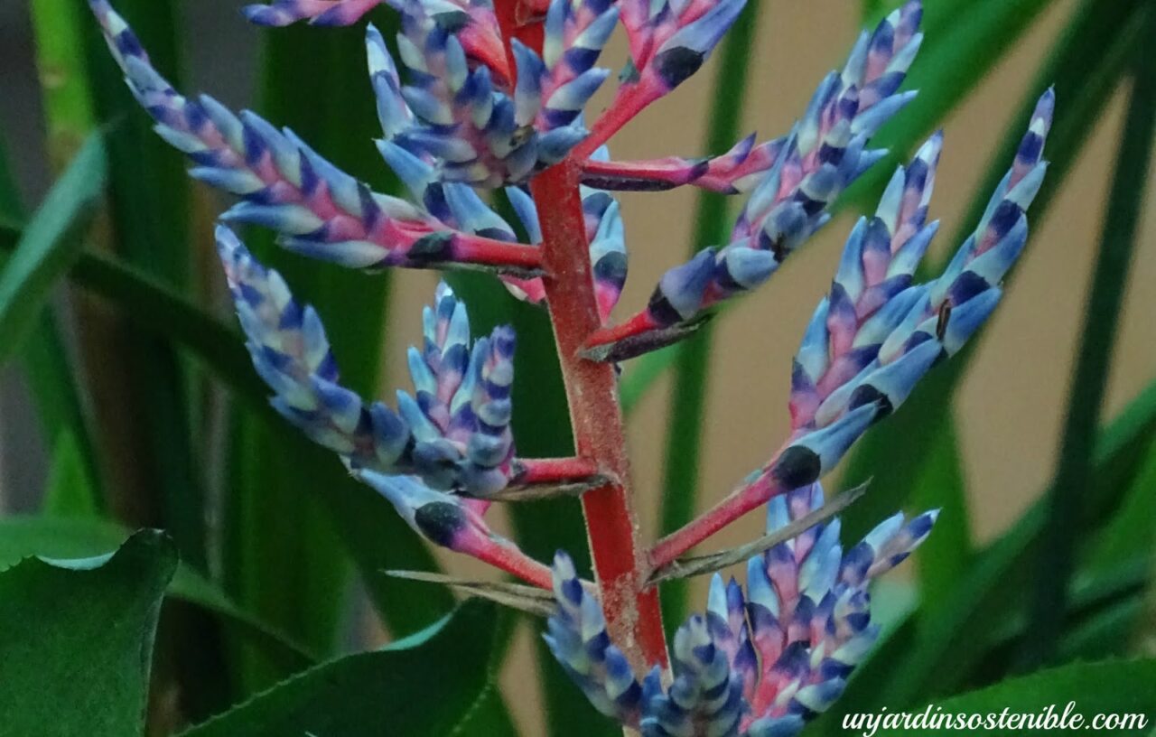 Bromelia aechmea cuidados