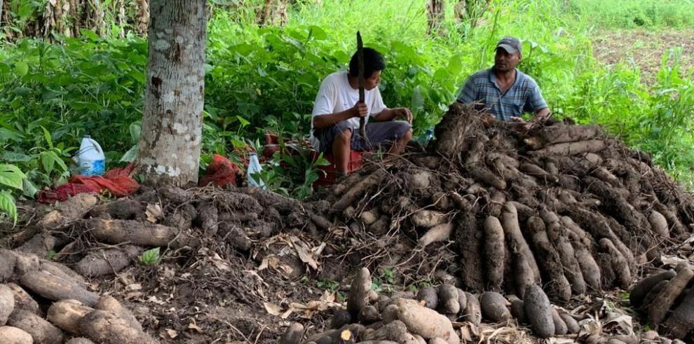 Cultivo de yuca en republica dominicana