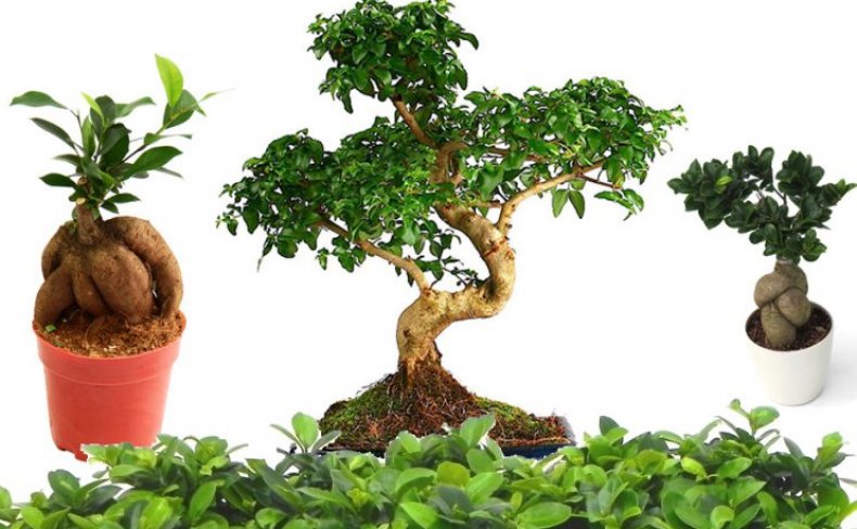 Trips ficus benjamina tratamiento