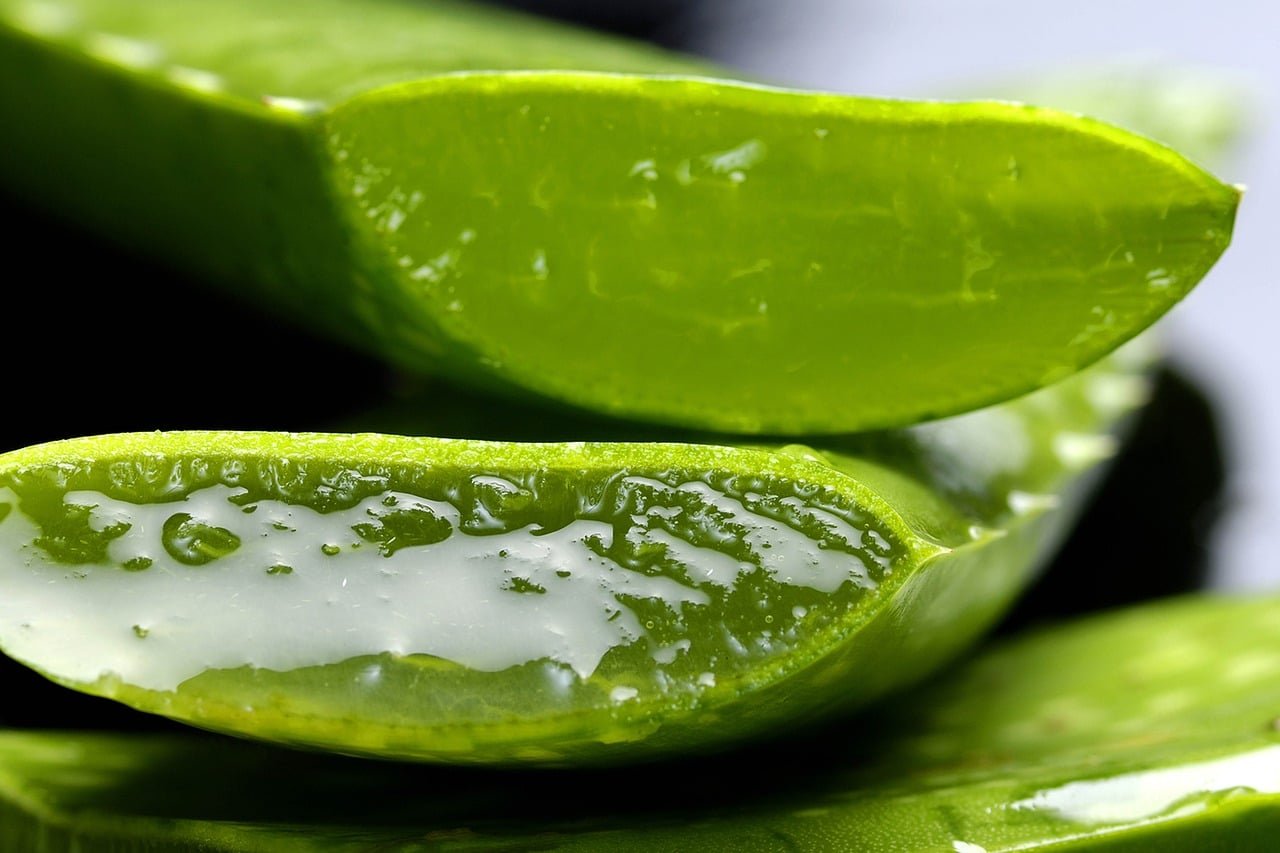 El aloe vera sirve para curar la gastritis