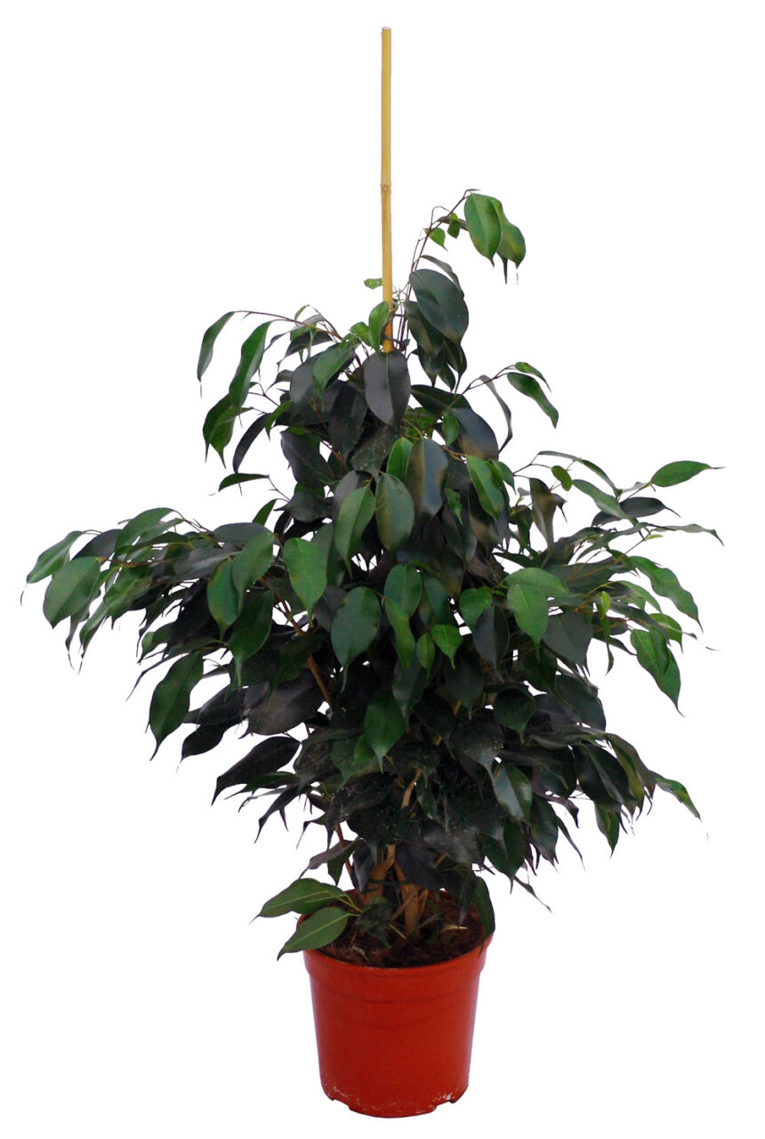 Evolucion ficus benjamina