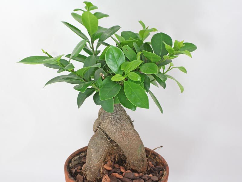 Ficus retusa microcarpa ficus benjamina