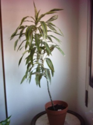 Cortar hojas de dracena