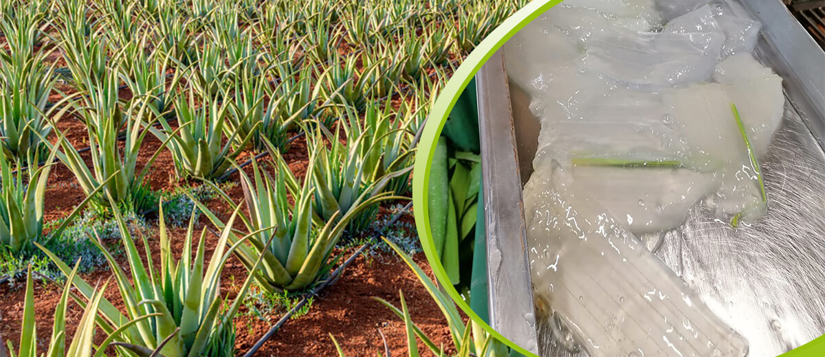 Productos caseros con aloe vera
