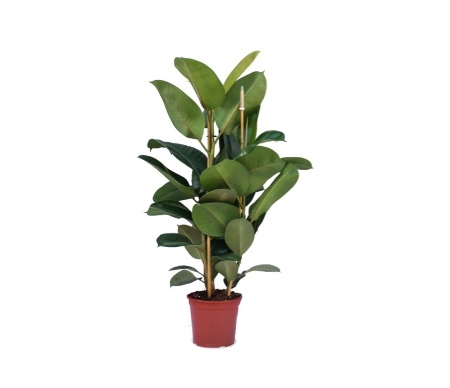 Podar un ficus benjamina con una sola rama