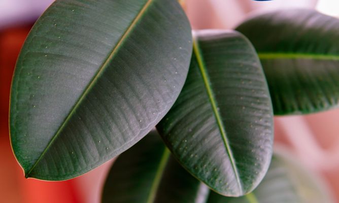 Ficus benjamina puntas de hojas secas