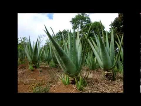 Vendo hojas de aloe vera