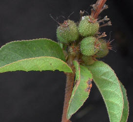 Croton para que sirve