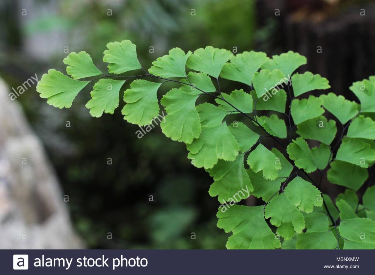 Fotos de adiantum capillus veneris