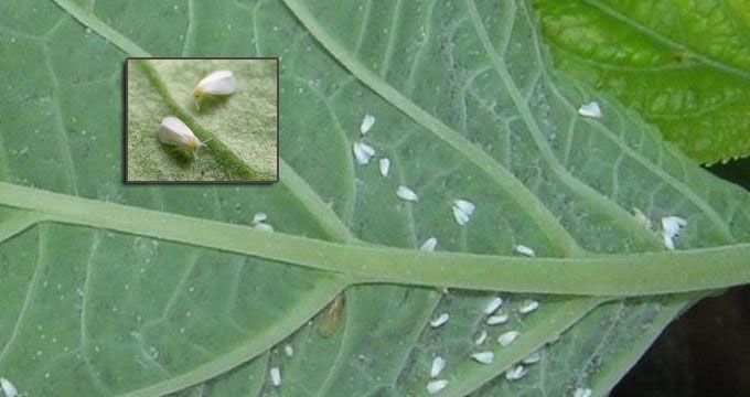 Mosquitas blancas en ficus benjamina