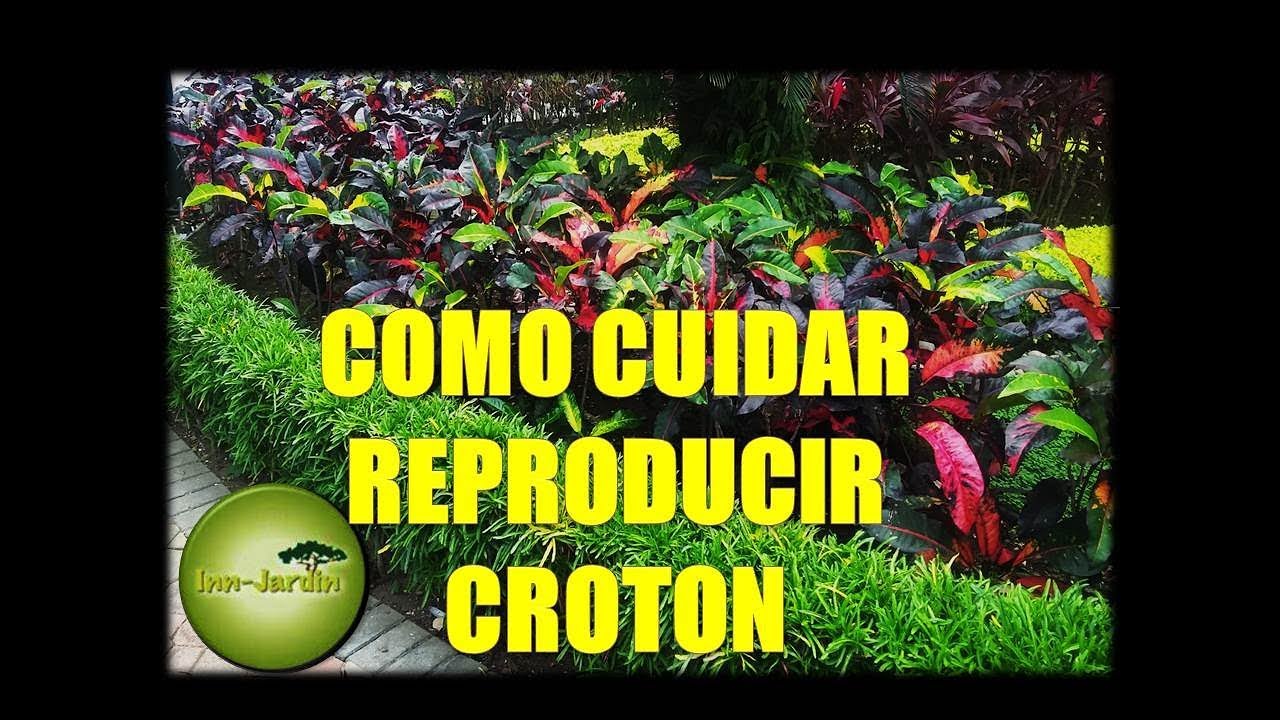 Variedad enana croton