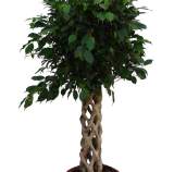 Comprar ficus benjamina trenzado