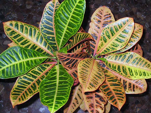 Croton exceso frio