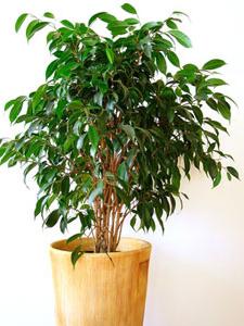 Cuando empezar a trenzar un ficus benjamina