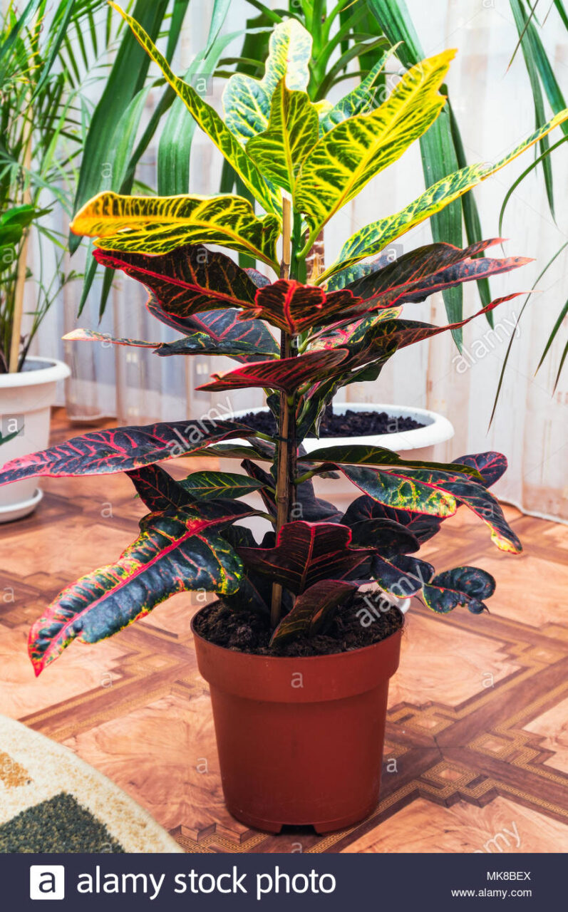Mazetas de espatifilio y croton