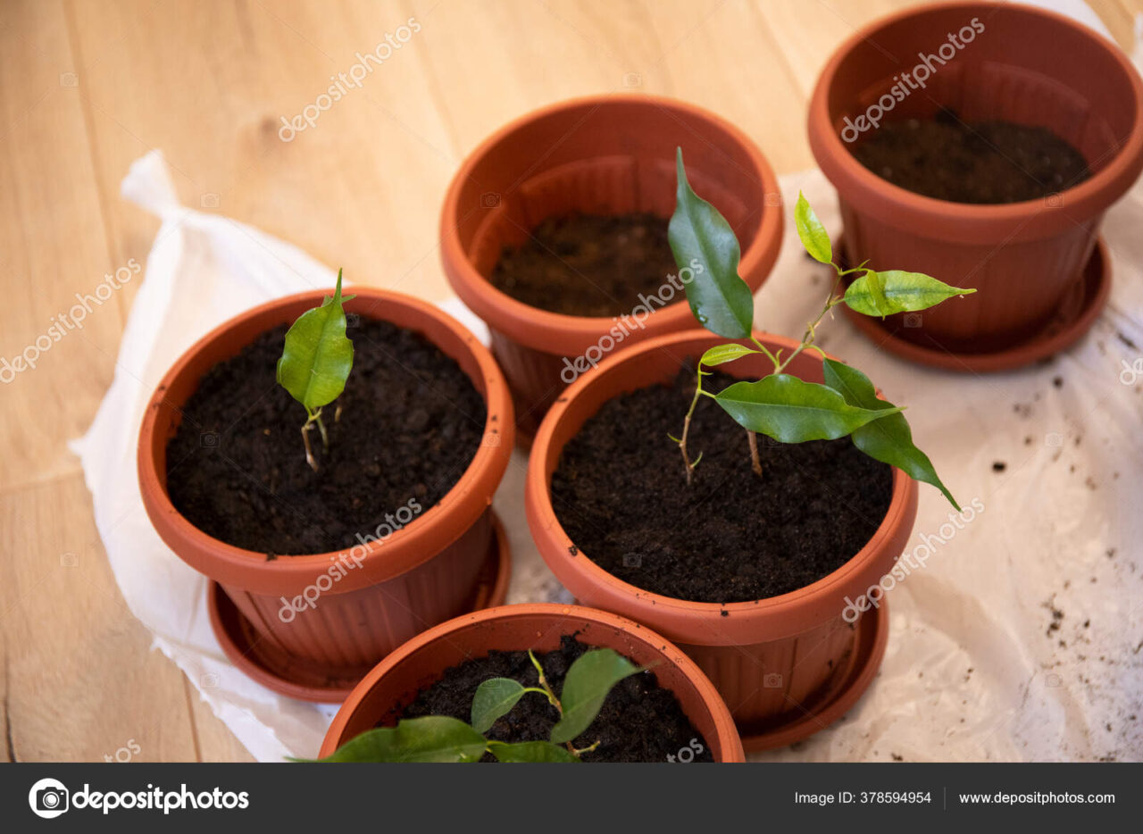 Plantas de interior ficus benjamina