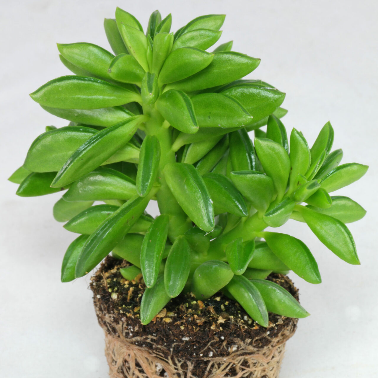 Peperomia graveolens nombre comun
