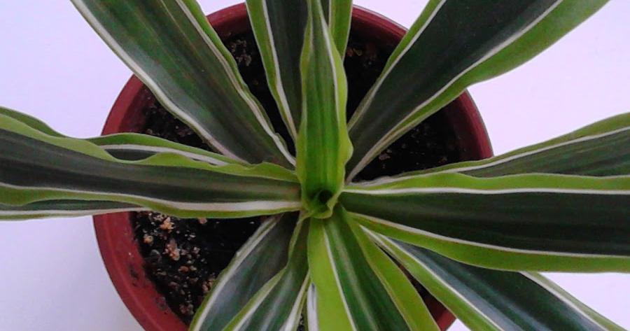 Dracena lemon manchas
