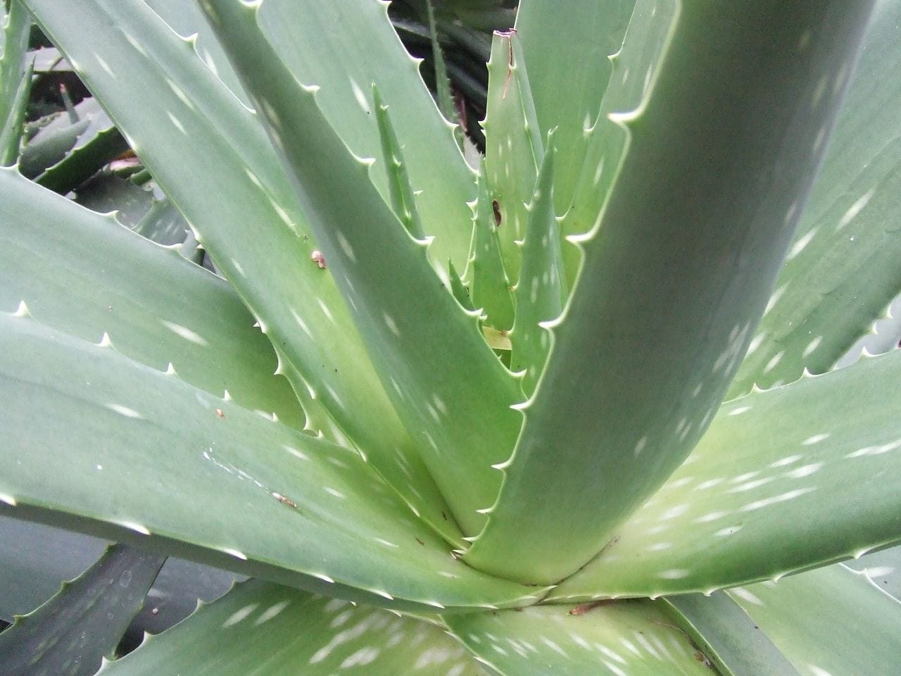 Como plantar hojas de aloe vera
