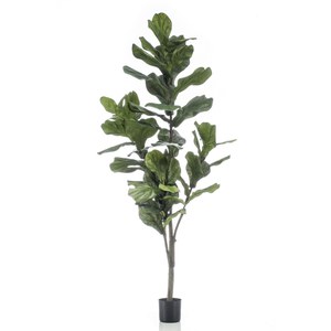 Ficus benjamina liana