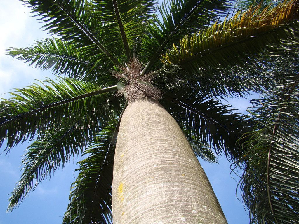Cocotero plumifero en maceta
