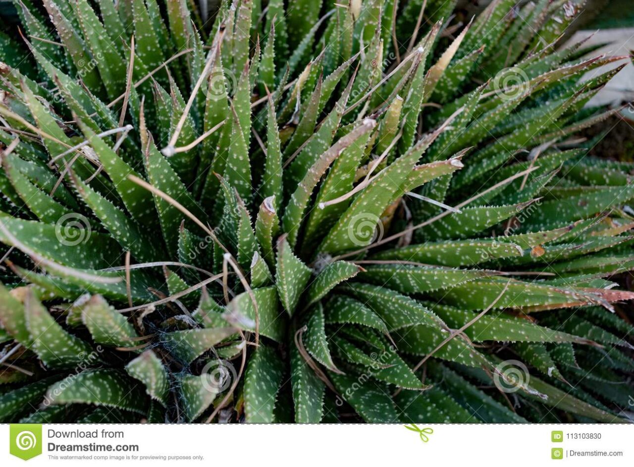 Aloe vera con pinchos