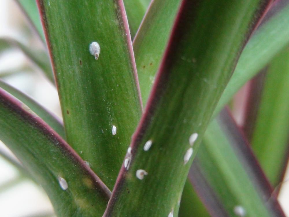 Dracena bichos blancos