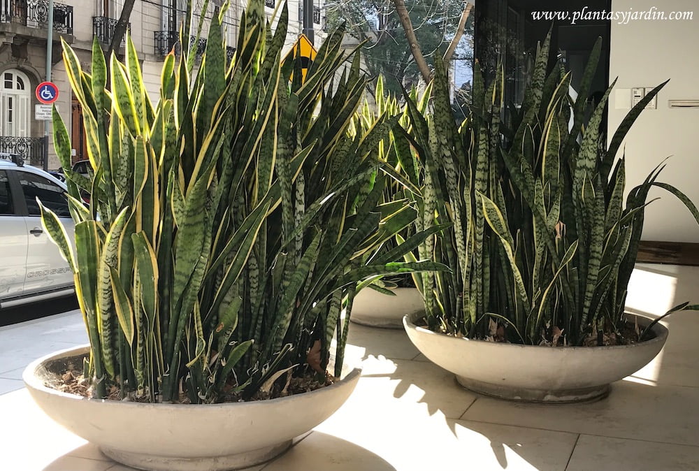 Como plantar por semilla la sanseviera