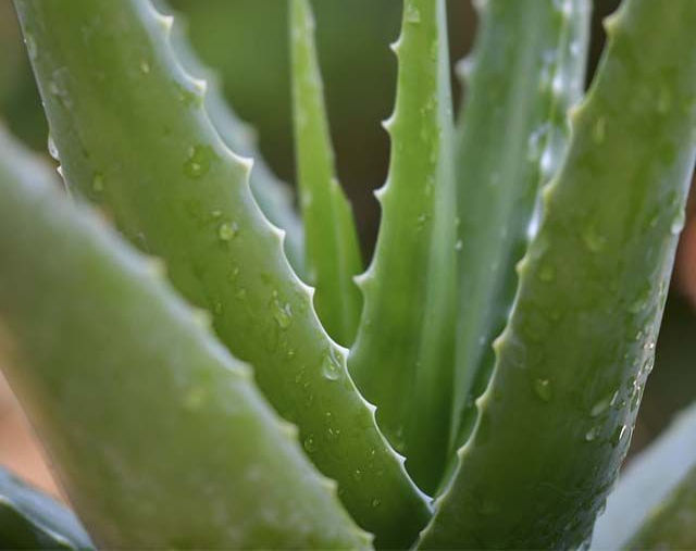 Aloe vera las palmas