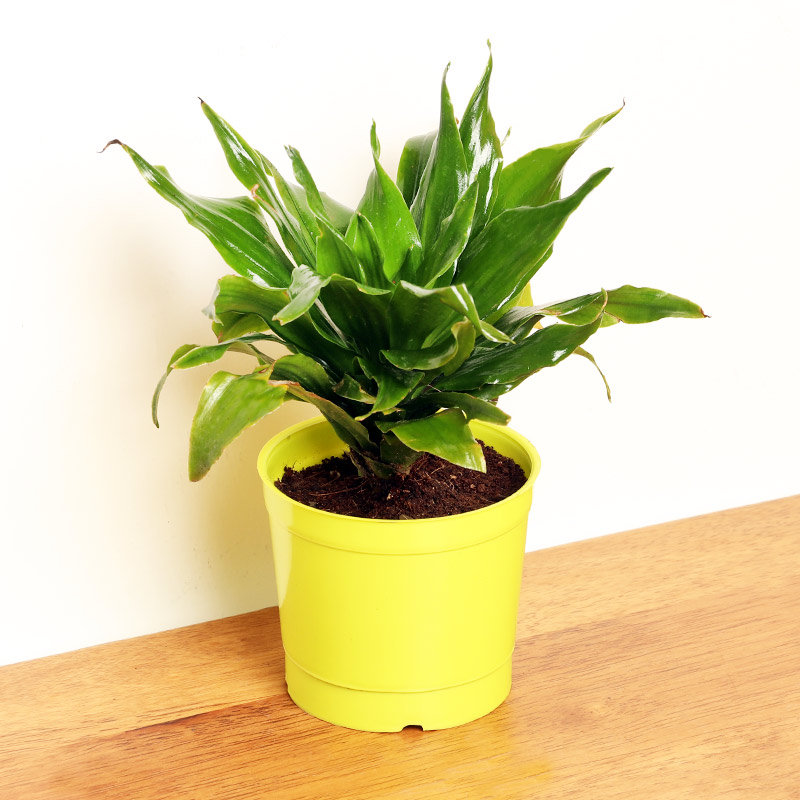 Dracena purple compacta