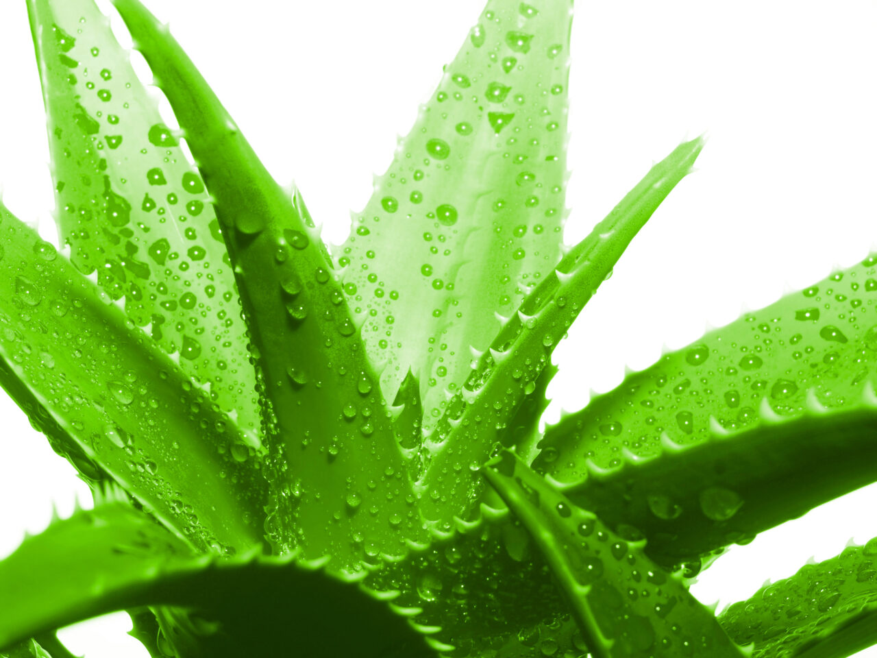 Imagenes de el aloe vera