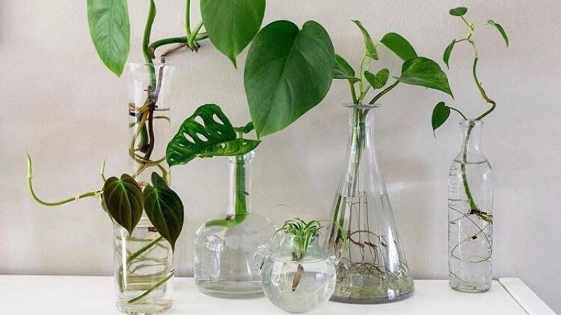 Planta costilla de adan en agua