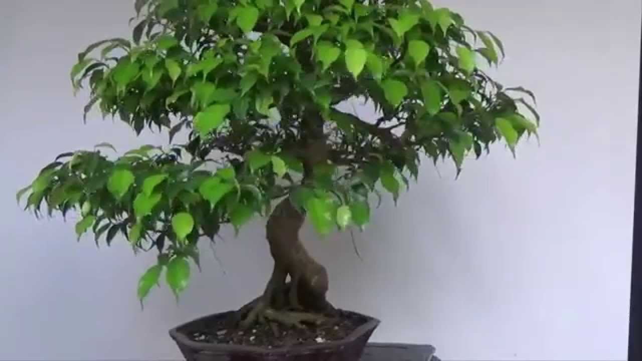 Ficus benjamina bonsai styles