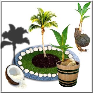 Cocotero o palma de coco