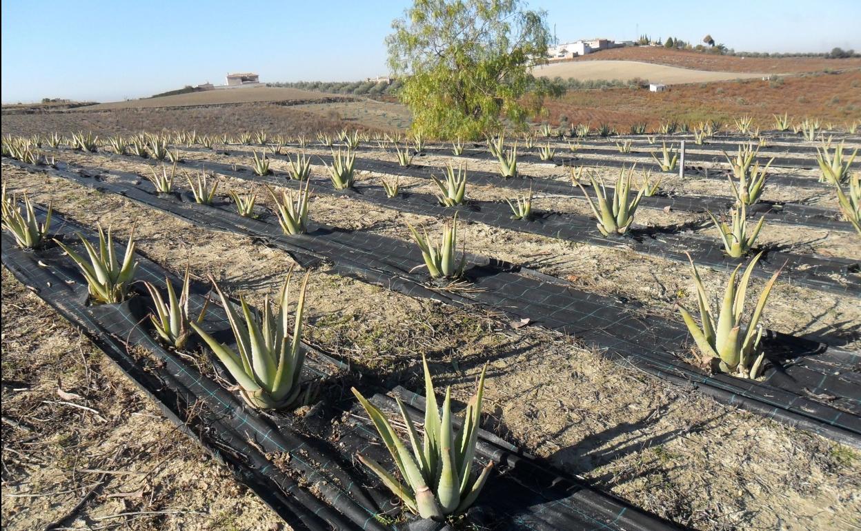 La finca de aloe vera