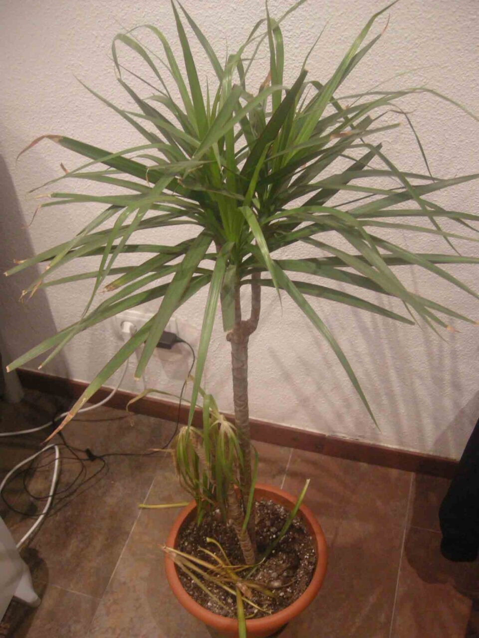 Revivir una dracena marginata