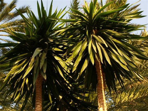 Planta yuca cuanto crece