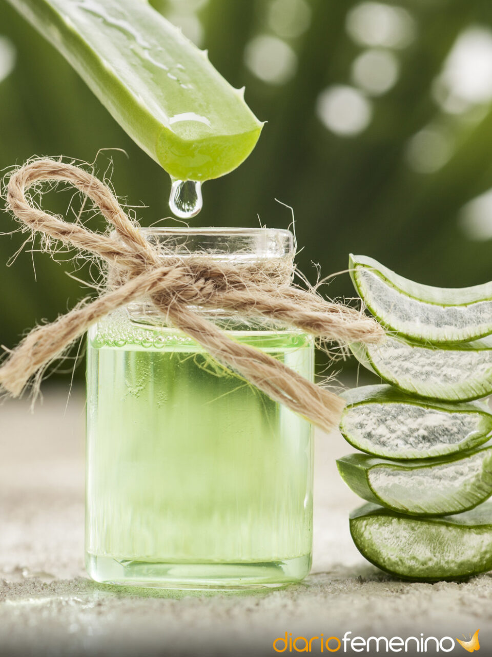 Como obtener aloe vera de la sabila