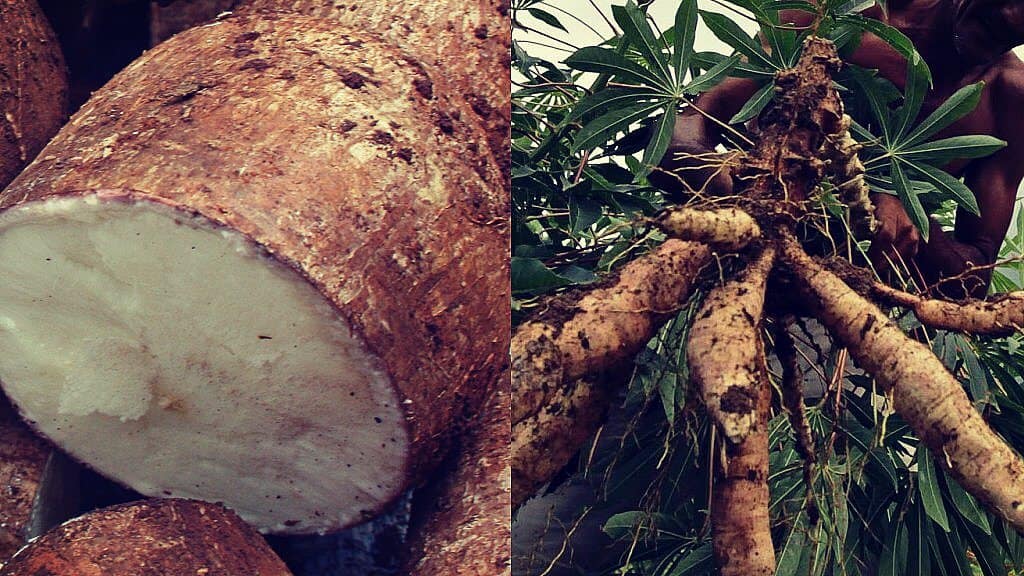 La yuca amarga