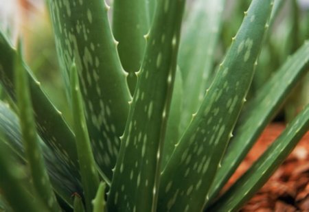 Propiedades del aloe vera natural en la piel