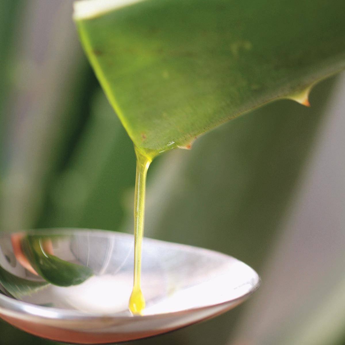 Herpes labial aloe vera gel