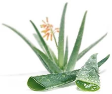 Aloe vera para peces de acuario