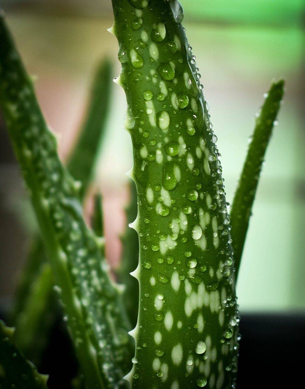 Agua de aloe vera beneficios
