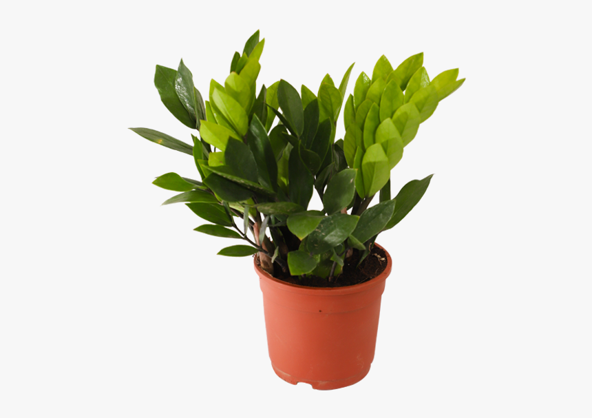 Planta zamioculca feng shui